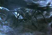 aragog.jpg